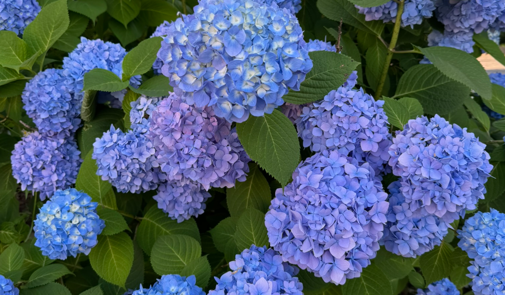 アジサイの花