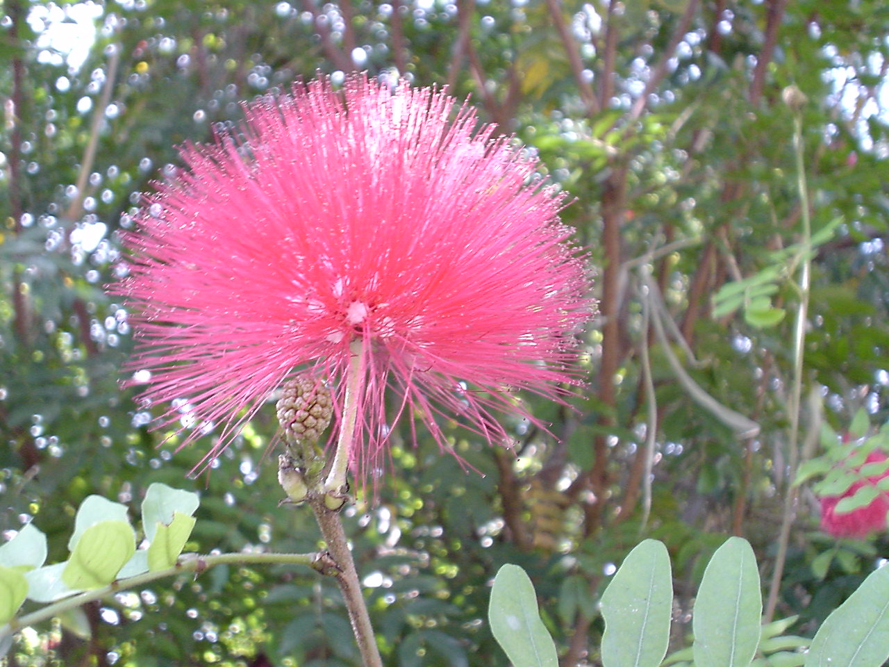 石垣島の花